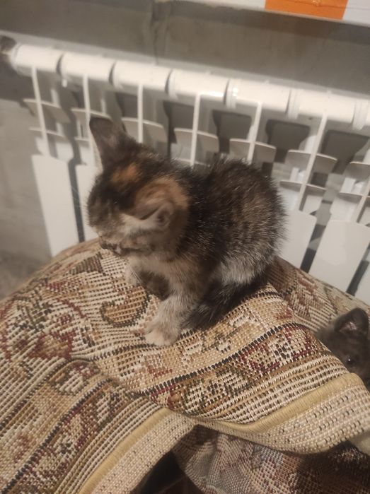 Отдам котят в хорошие руки