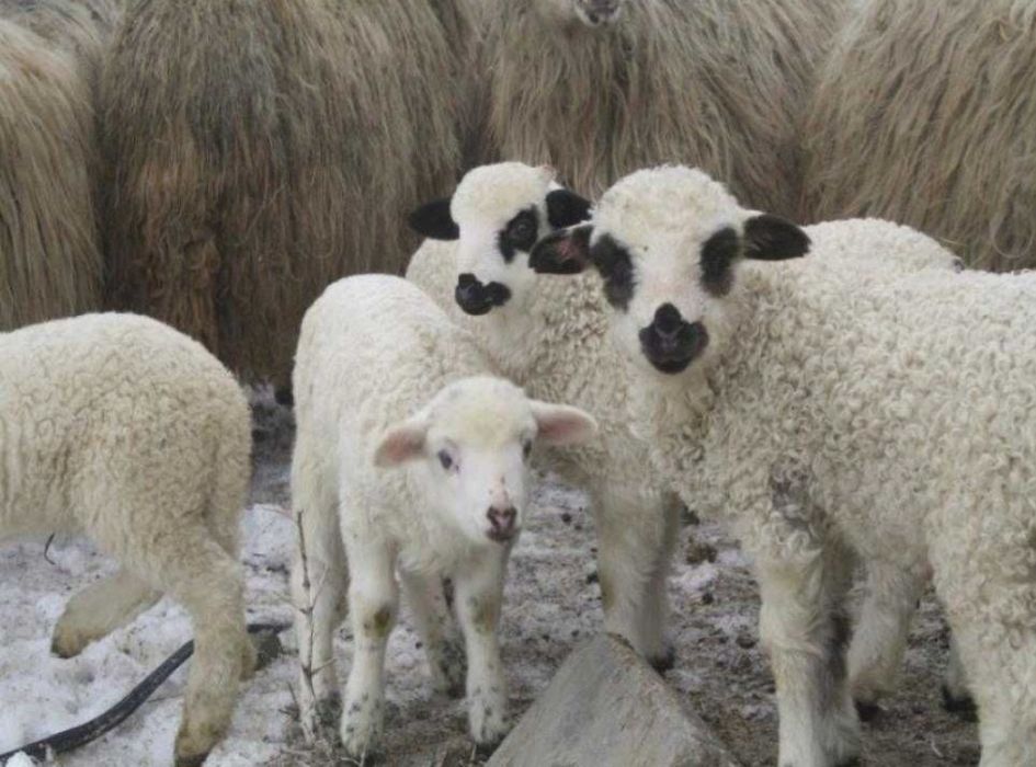 Vând miei - Braniștea, Galați,  40 lei kg