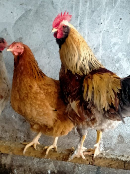 Яйца инкубационные продам