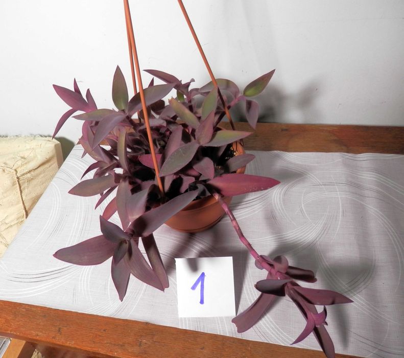 Planta ornamentala Tradescantia pallida Purpurea (Purple Heart)