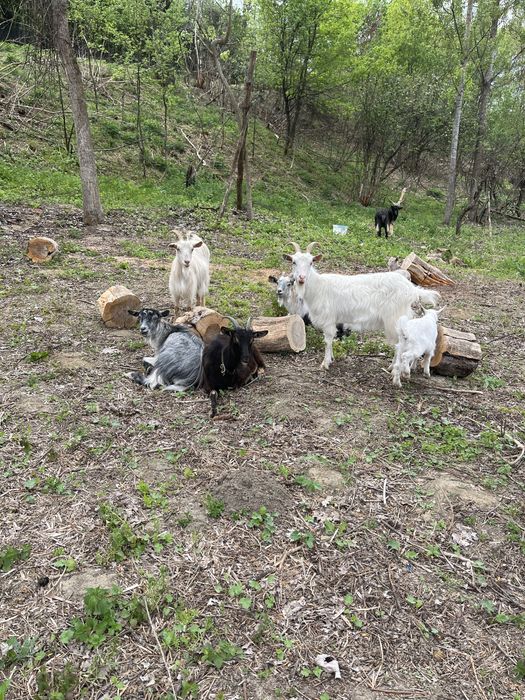 Vând 5 capre, 1 țap si 3 ieduțe