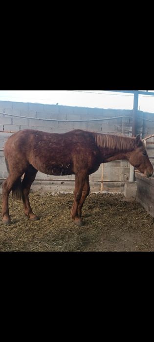 Жылқы сатылады бордақыда