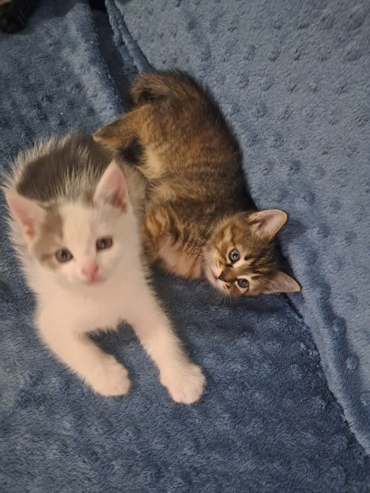 Отдам котят 1.5 месяные
