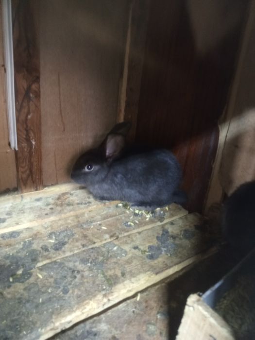 Продам кроликов 6000