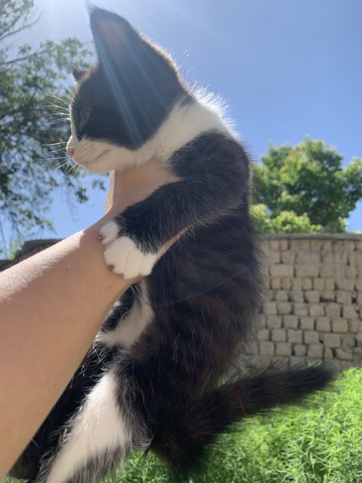 Отдам котенка девочку в добрые руки