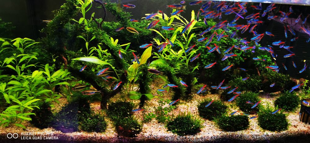 Plante de acvariu, Bucephalandra, Lobelia, Valisneria, plante easy