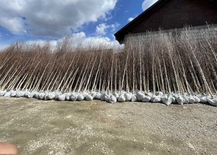 Tei Mirositor Tilia Tomentosa – Parfum și Umbră Garantată