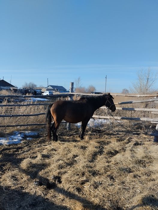 Продам жерёбую кобылу