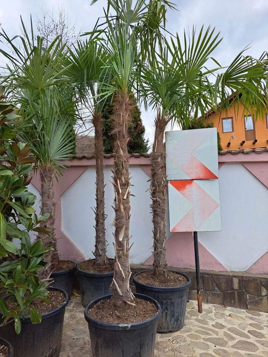 Vindem palmieri de mai multe dimensiuni ce rezista la -20grade