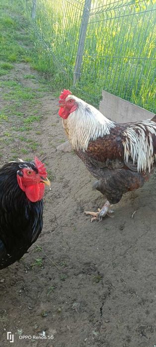 Cocoși vand sau schimb