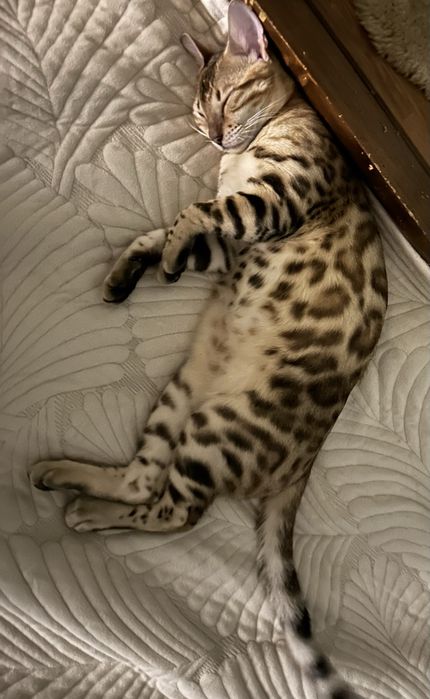 Продам бенгальского кота