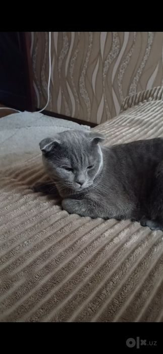Вязка. Кико,10 месяцев. Шотландский, вислоухий