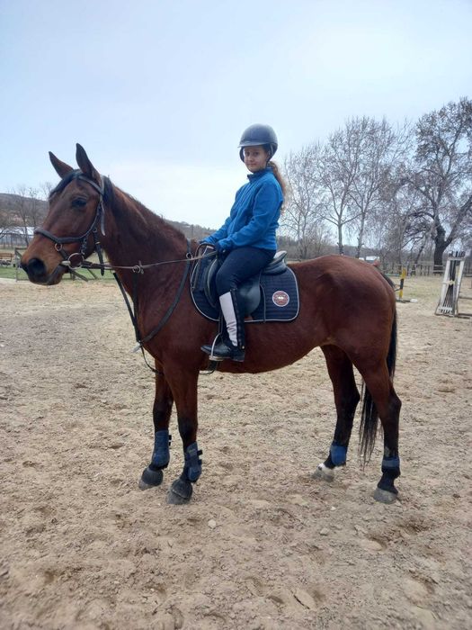 cai de vanzare frumosi in urlati