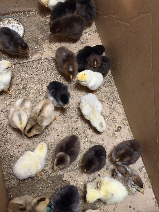 Цыплята под квочка