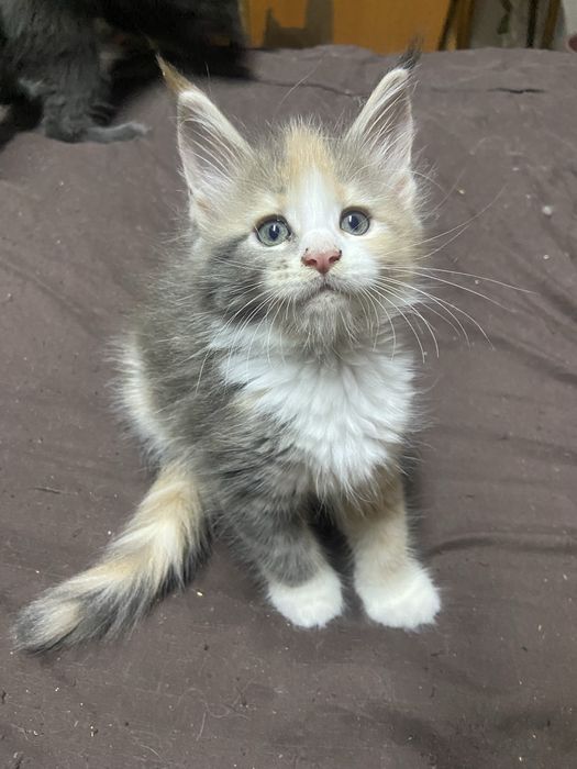 Продам котят Мейн-Кун.
