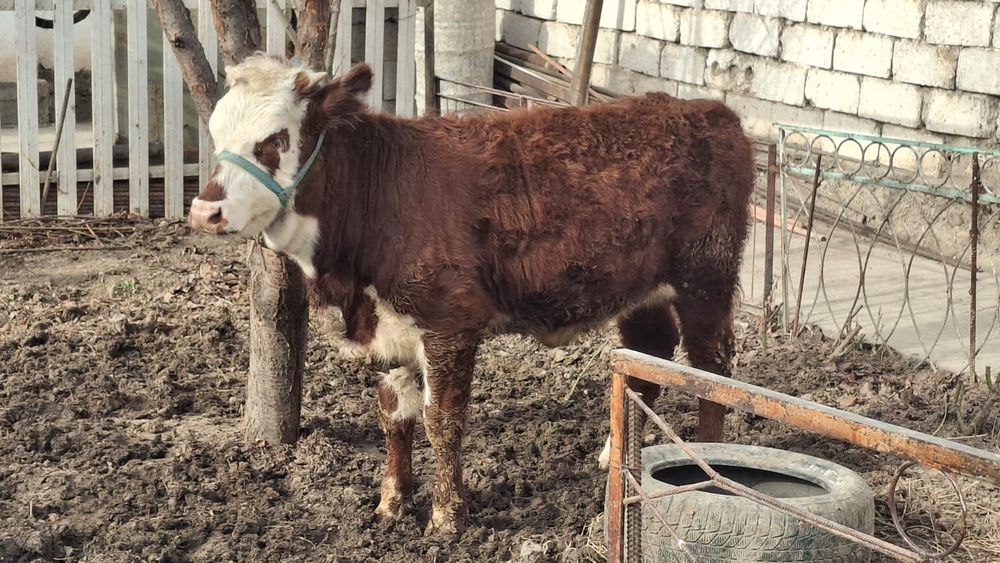 Қашар Порода Ақ бас Срочна Сатлады