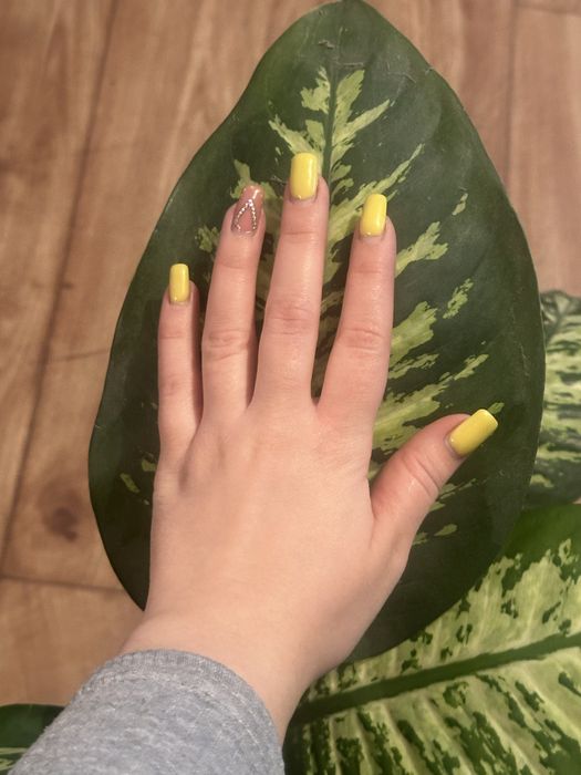 Комнатные цвет