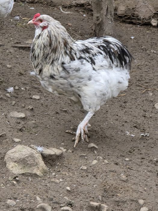 Cocos araucana splash