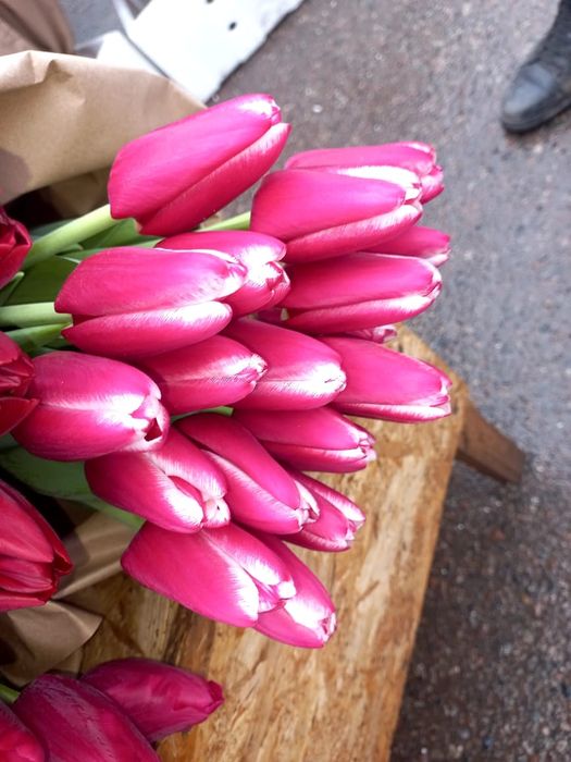 Тюльпаны оптом Алматы