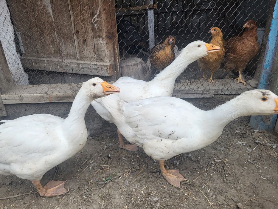 Қаз сатам Продам гуси
