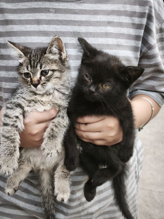 Отдам котят в добрые руки