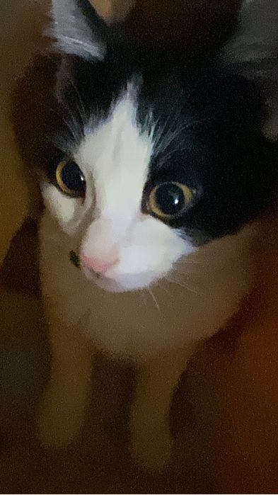 Отдаю кота  бесплатно