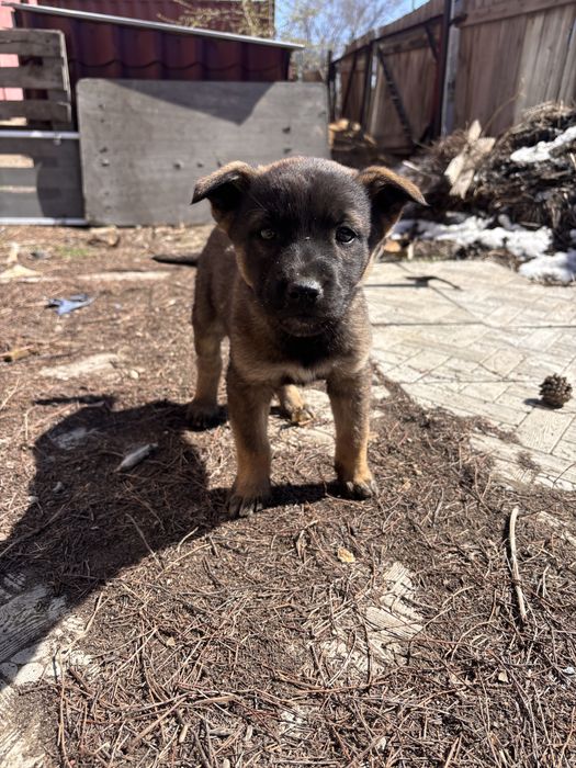 Отдам щенка - девочку