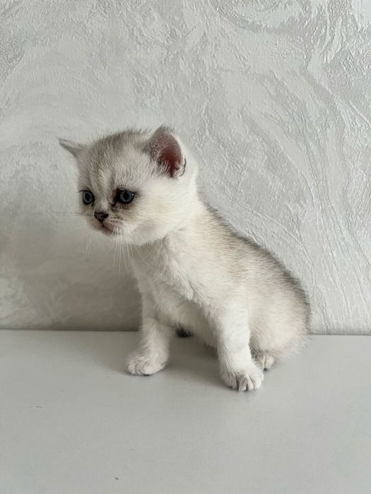 Британский серебристые шиншиллы