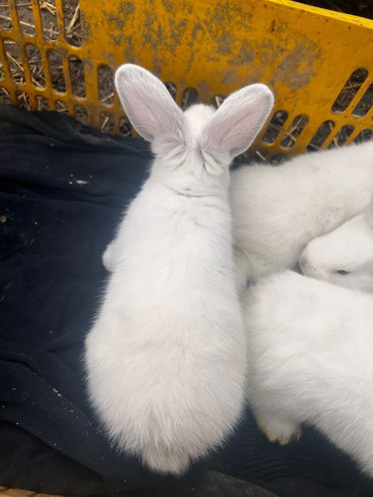 Iepurași de vânzare