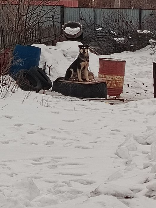щенок 8 месяц 1000