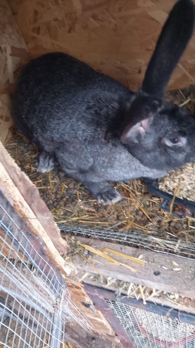 Iepuroaica gestantă de vânzare are 5 kg sau schimb cu 4 găini ouătoare