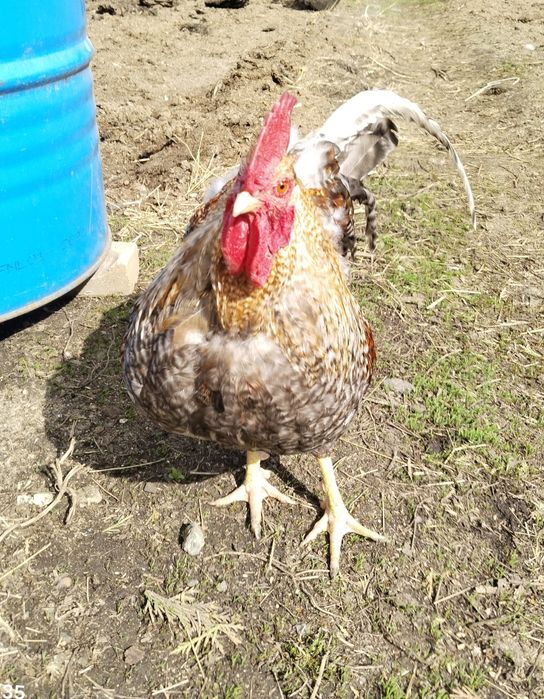 Петух  билифельдер на племя