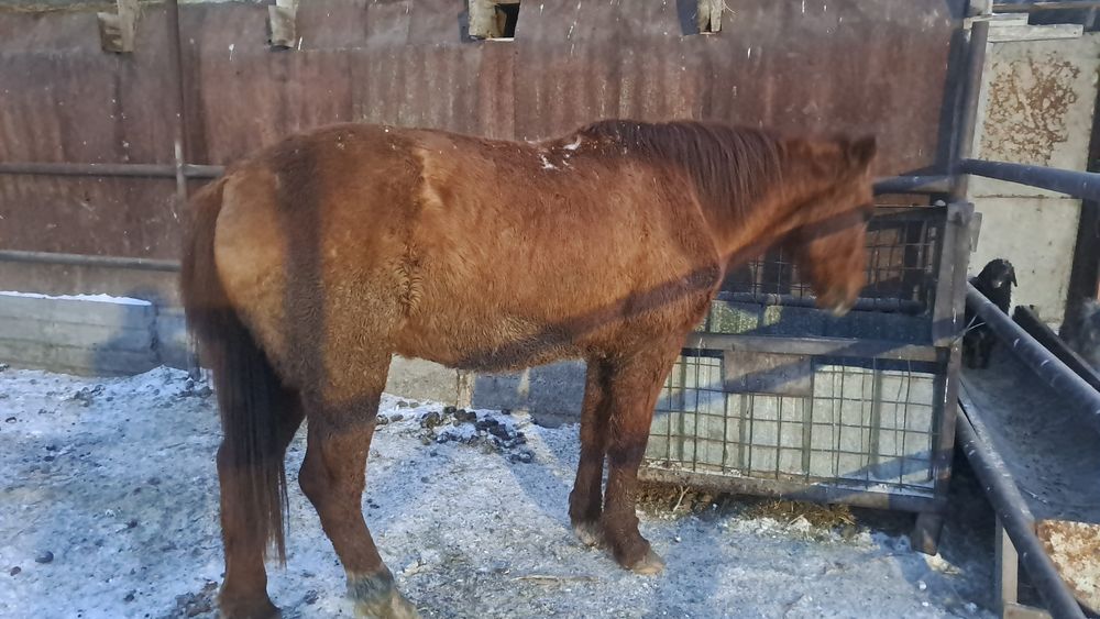 Ат сатылады/ Продается конь