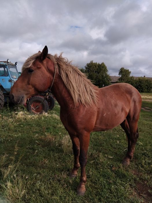 Продам 3 года обучен спокоен