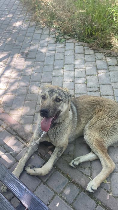 Алабай сатылады 20к