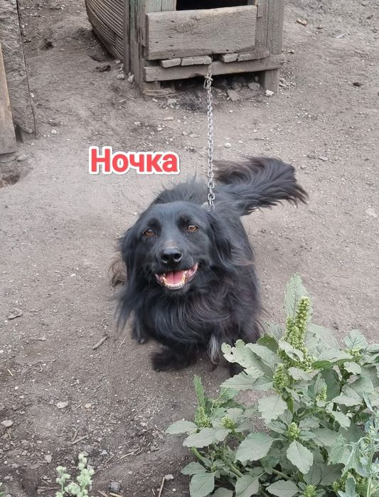 Дарю в добрые и ответственные руки