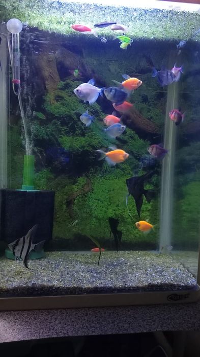 Балыктар сатылады