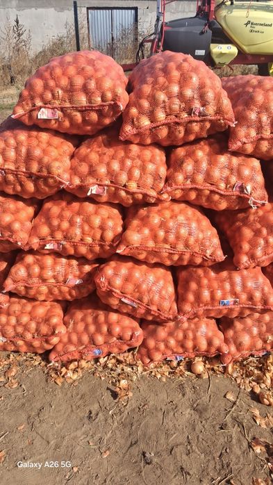 Лук отборный   к