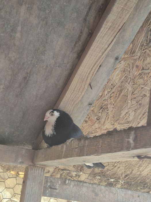 Porumbei gălățeni jucători