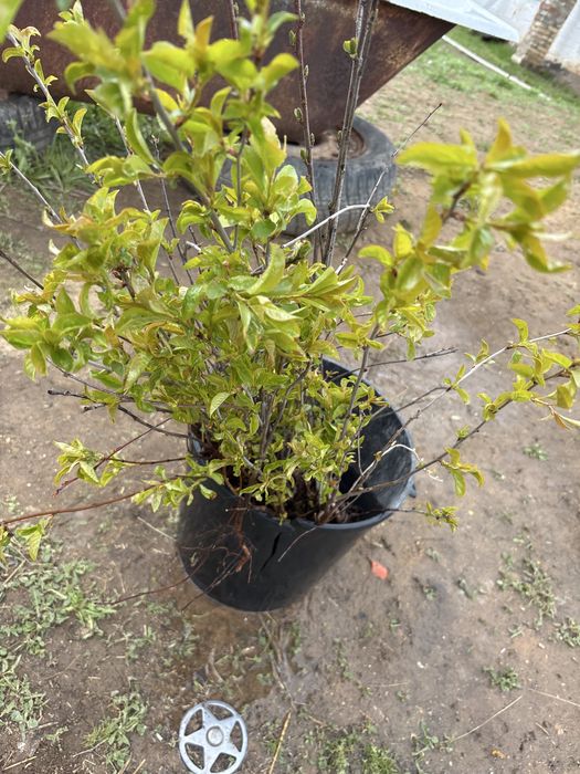 Вишня рассада по 400 тен