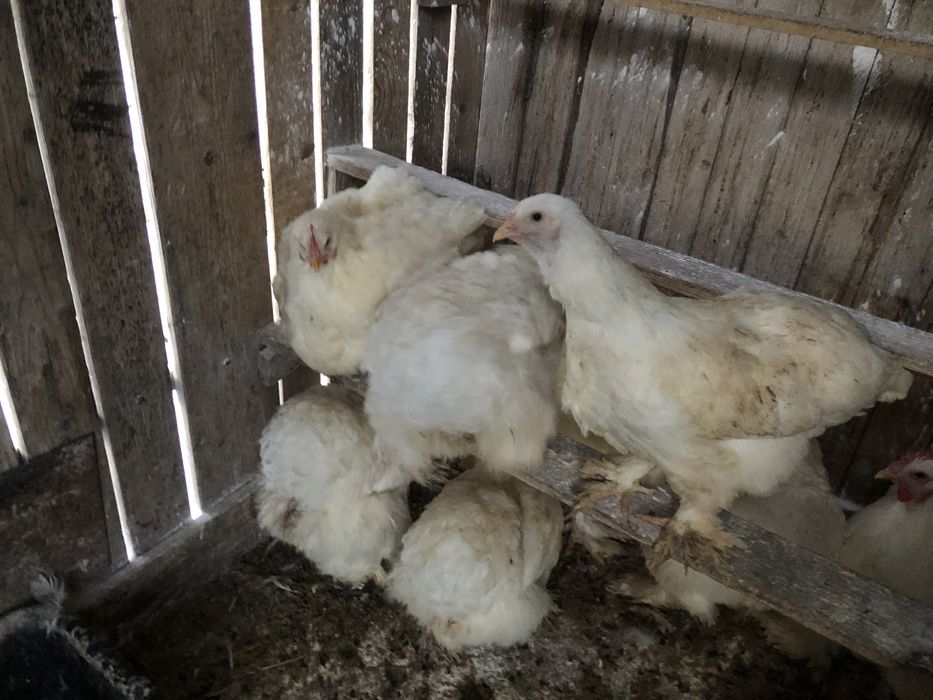 Oua pentru incubat rase deosebite