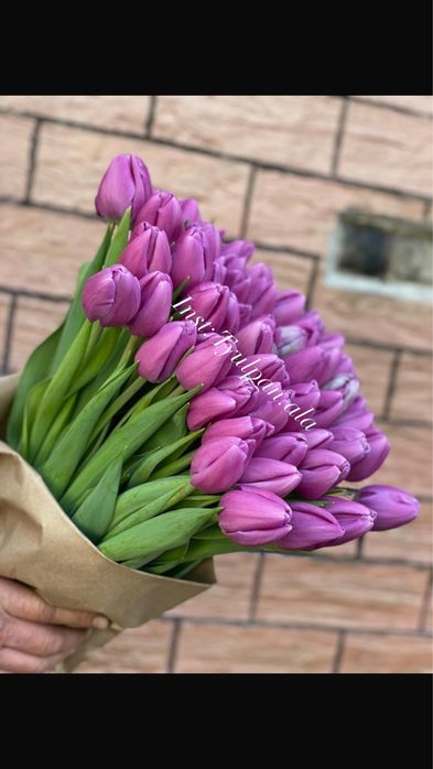 Тюльпаны оптом с теплицы!