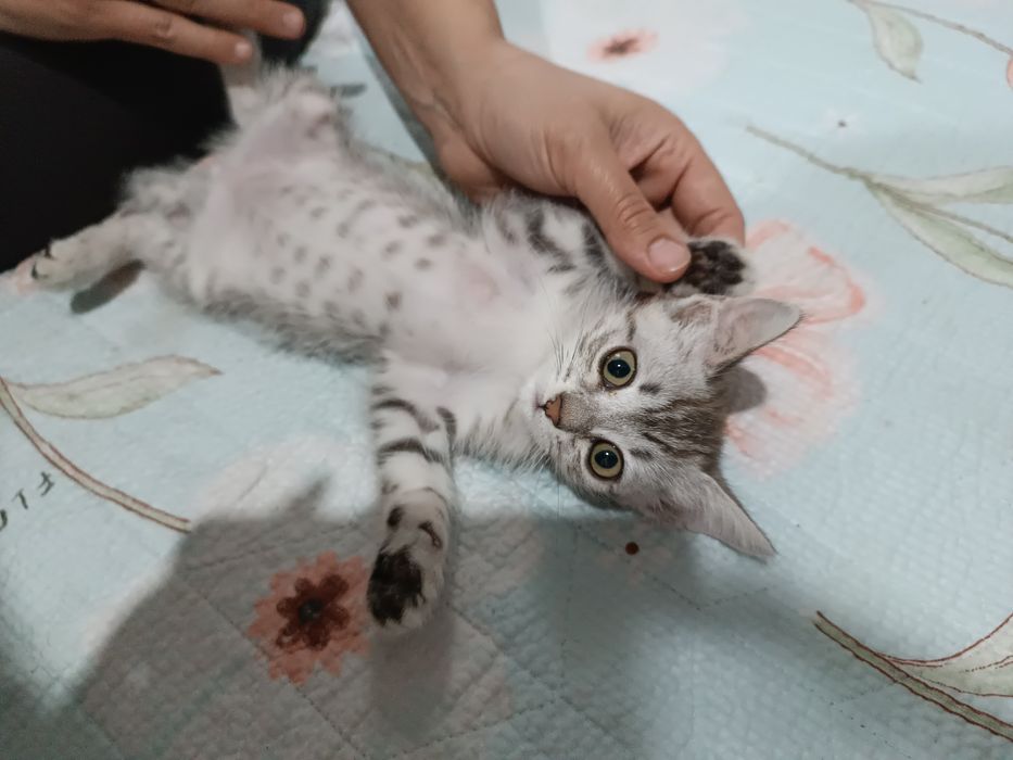Котенок девочка бесплатно