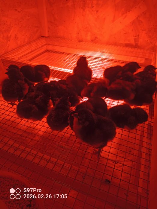 Pui gaini Araucana si oua pentru incubat