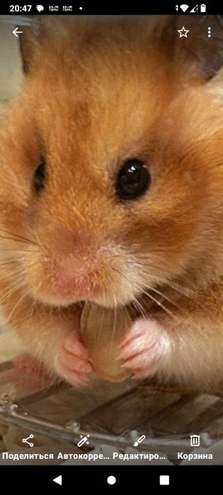 Хомяки сирийский