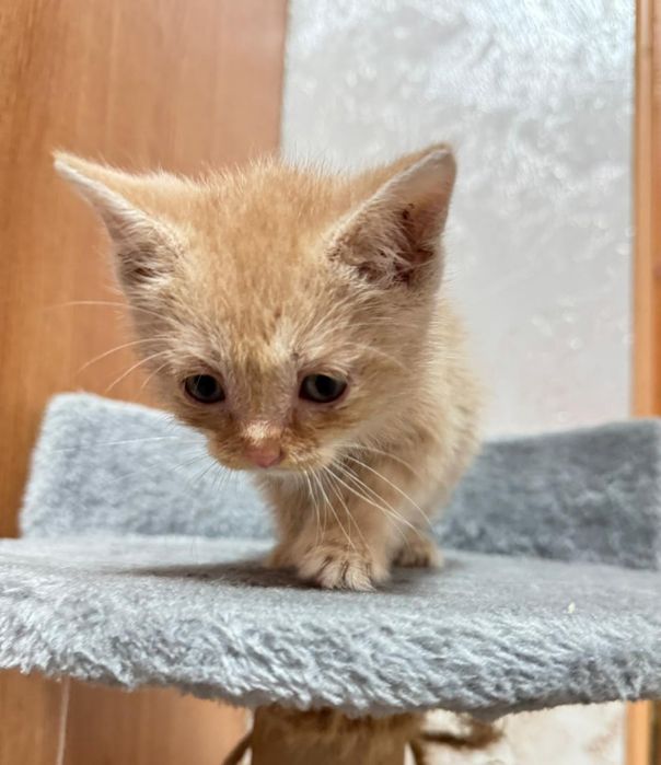 Отдам котенка в хорошие руки