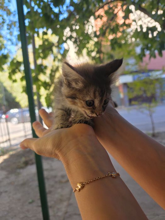 Котята девочки около месяца