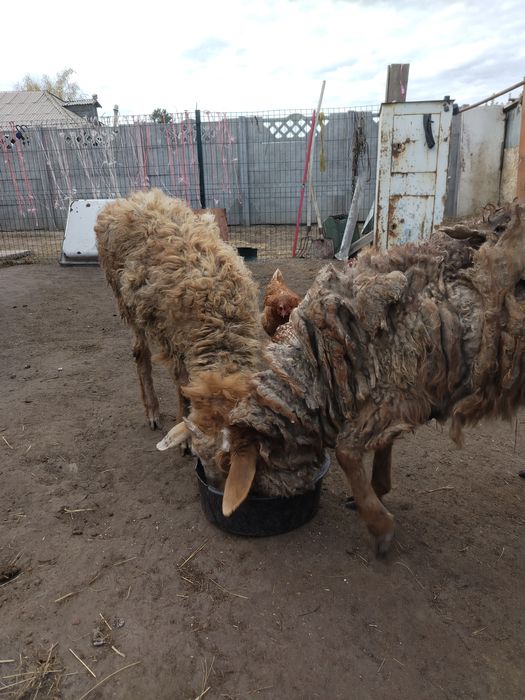 Продам 2 тохтушки