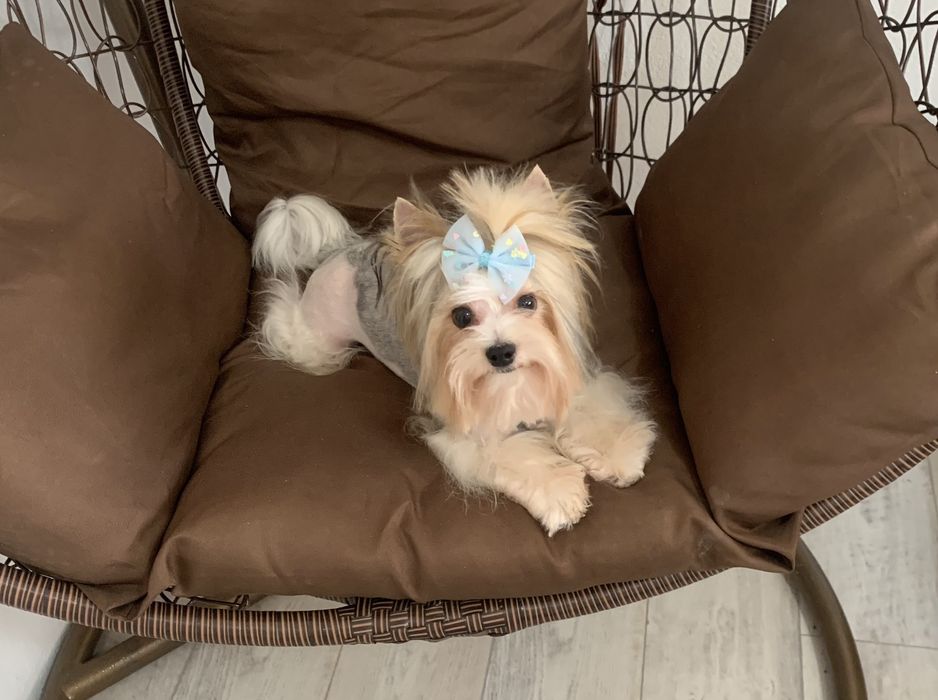 Бивер териер ,йоркширски териер ,йорки