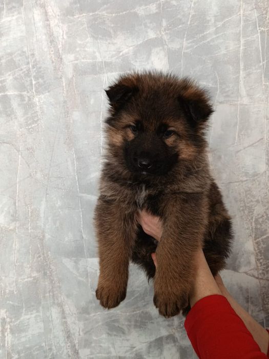 Шикарные щенки Немецкой овчарки